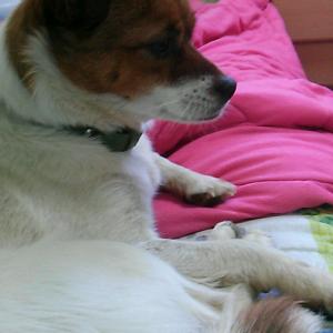 7월 20일 춘천에서 잃어버린 암컷 강아지 찾아요