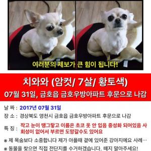 경북 영천시 금호읍 치와와찾아요 하양쪽도