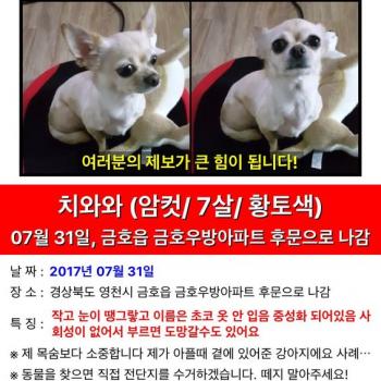 경북 영천시 금호읍 치와와찾아요 하양쪽도