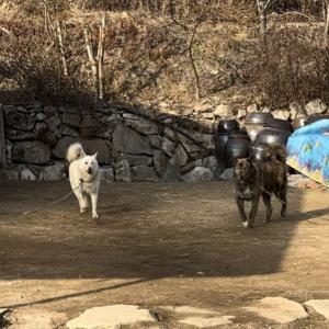 강아지 두마리 찾습니다..성주군 금수면에서 실종