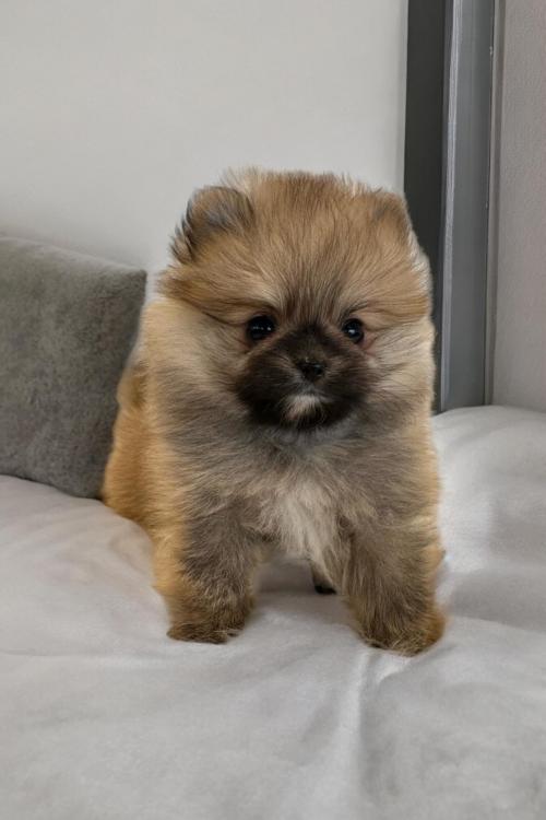 2개월 포메라니안 탄이의 가족을 구합니다