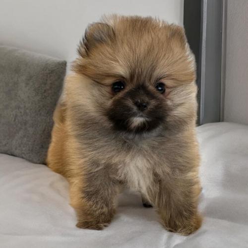 2개월 포메라니안 탄이의 가족을 구합니다