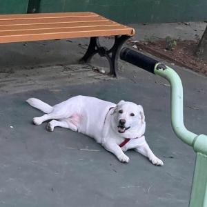 강아지를 찾습니다