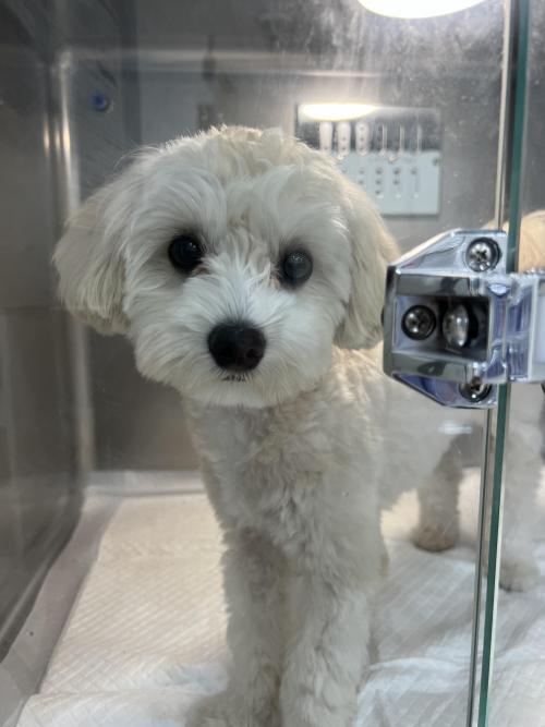 말티푸 주인 찾아요