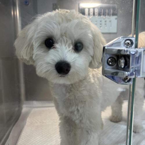 말티푸 주인 찾아요