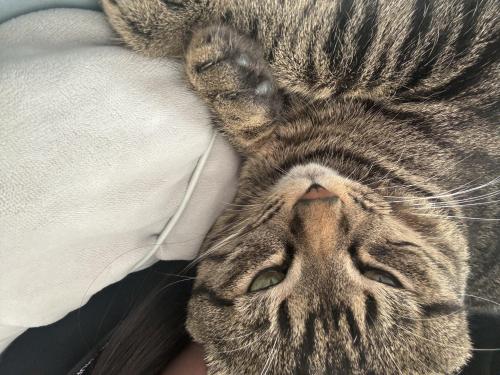 고양이 분양하실 분 구합니다.