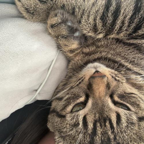 고양이 분양하실 분 구합니다.