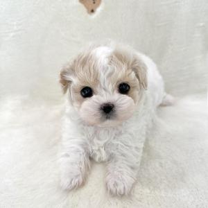 [40만원] 완벽한 대칭 크림 말티푸 분양중입니다