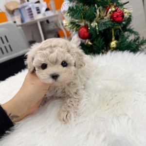 [15만원] 2개월령 크림푸들 분양해요