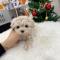 [15만원] 2개월령 크림푸들 분양해요