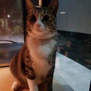 서산 석남동 고양이 찾아요