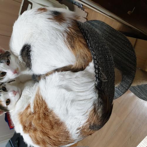 길고양이 2마리 무료분양합니다