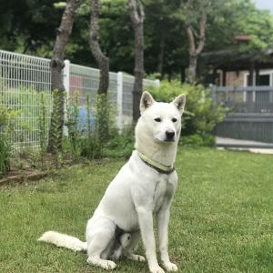 잃어버린진돗개 찾습니다