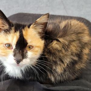 우리 참외 찾아주세요 ㅠㅠ