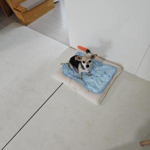 강아지 주인이 되어주세요
