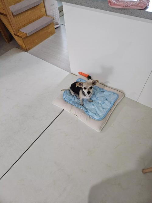 강아지 주인이 되어주세요