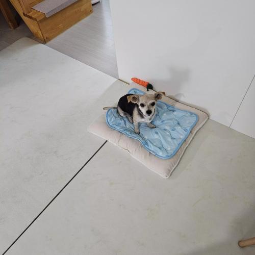 강아지 주인이 되어주세요