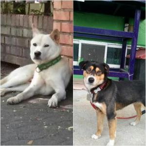 용인시 기흥구 하갈동에서  2마리 실종