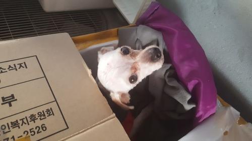 서울 금천구.관악구 말티믹스남아 보호중입니다