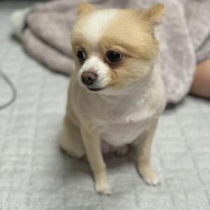 상인동 포메라니안 찾습니다