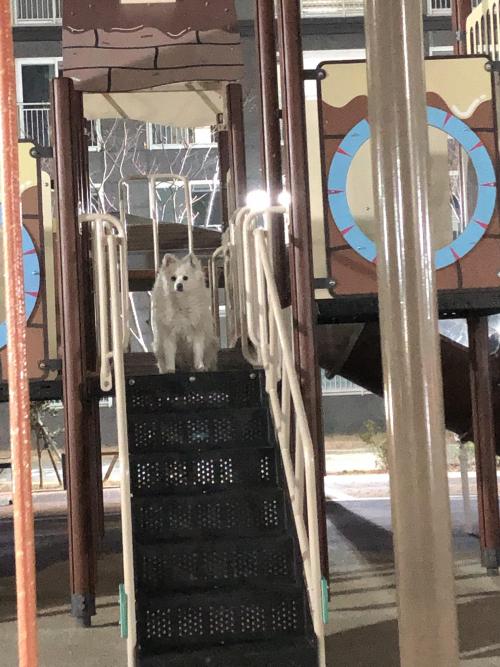 광양 - 강아지 주인을 찾습니다.