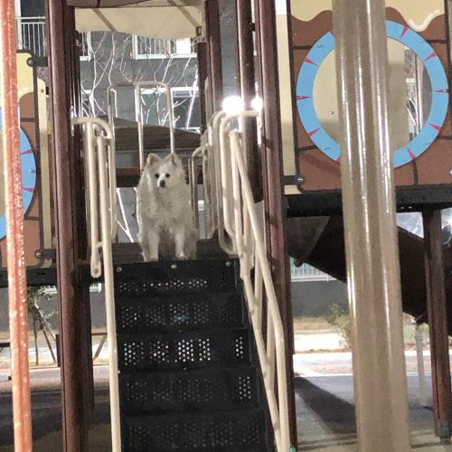 광양 - 강아지 주인을 찾습니다.