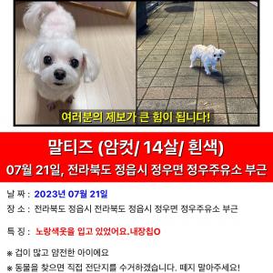 저희 콩이좀 찾아주세요