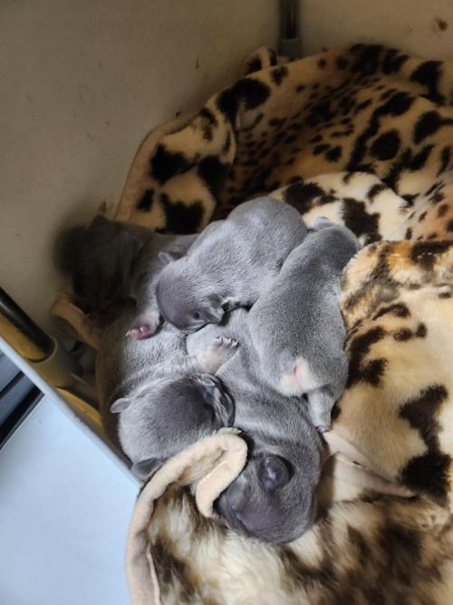 저희프랜치불독아이들이태어나서분양해요