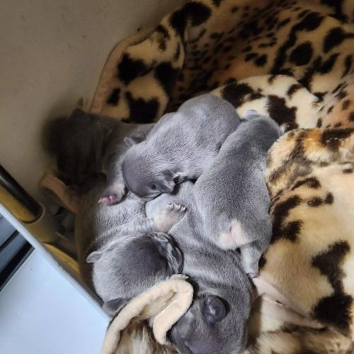 저희프랜치불독아이들이태어나서분양해요