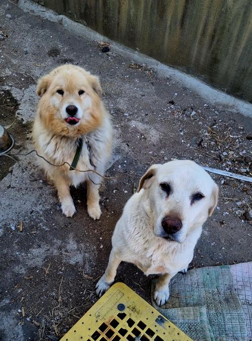 주인이 되어 주실분 찾습니다 ~김해 상동