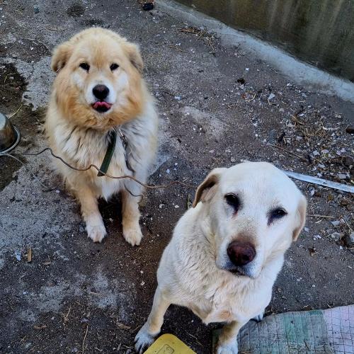 주인이 되어 주실분 찾습니다 ~김해 상동