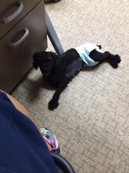 갈산동 검은색 푸들 8월 14일 부터 보호중입니다.