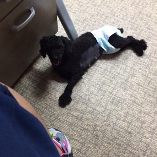 갈산동 검은색 푸들 8월 14일 부터 보호중입니다.