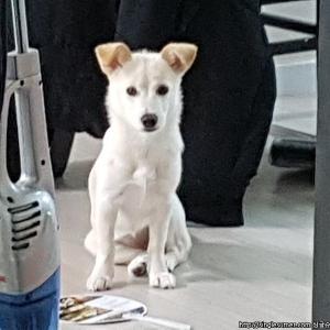흰색 강아지를 찾습니다
