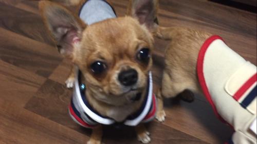 경기 용인시 처안구 목신리에서 잃어버린 치와와를 찾습니다