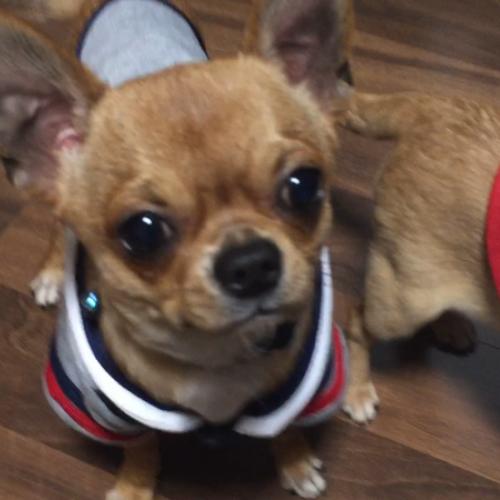 경기 용인시 처안구 목신리에서 잃어버린 치와와를 찾습니다