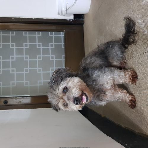 🔥슈나우저? 믹스견 주인분 찾아요!!🔥