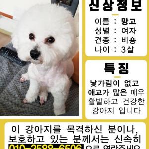 경남 양산 강아지(망고/비숑프라제) 암컷 찾아요