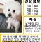 경남 양산 강아지(망고/비숑프라제) 암컷 찾아요
