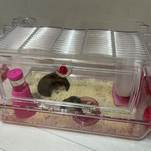 정글리안 햄스터 분양