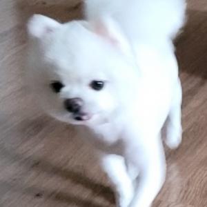 강아지를 찾습니다