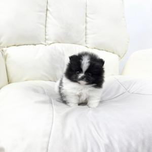 [ 40만원 ] 3개월 미니포메라니안