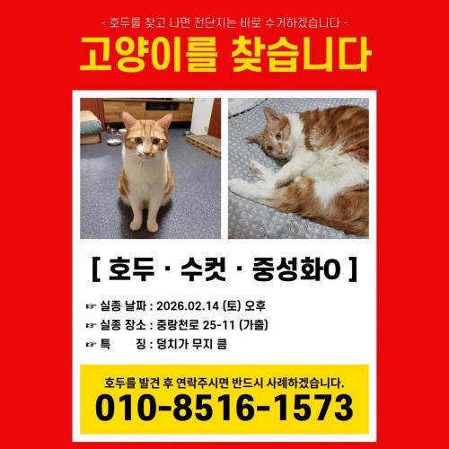 중랑구 묵2동 고양이 찾습니다