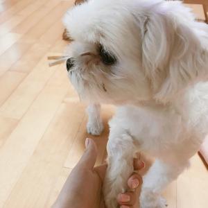 뿅이를 찾습니다