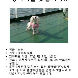 말티즈 찾습니다!