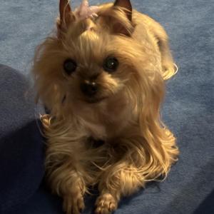 요크셔테리어 13살 강아지를 찾습니다