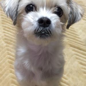 시츄 믹스견 13살 여아 찾습니다!