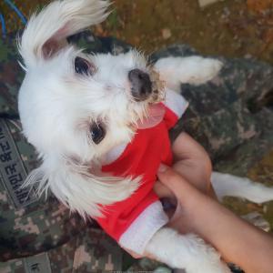 파주 말티즈