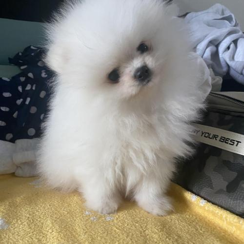 포메라니안 가정견 3개월남아