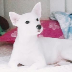 친구에게 분양했던 강아지 찾습니다.